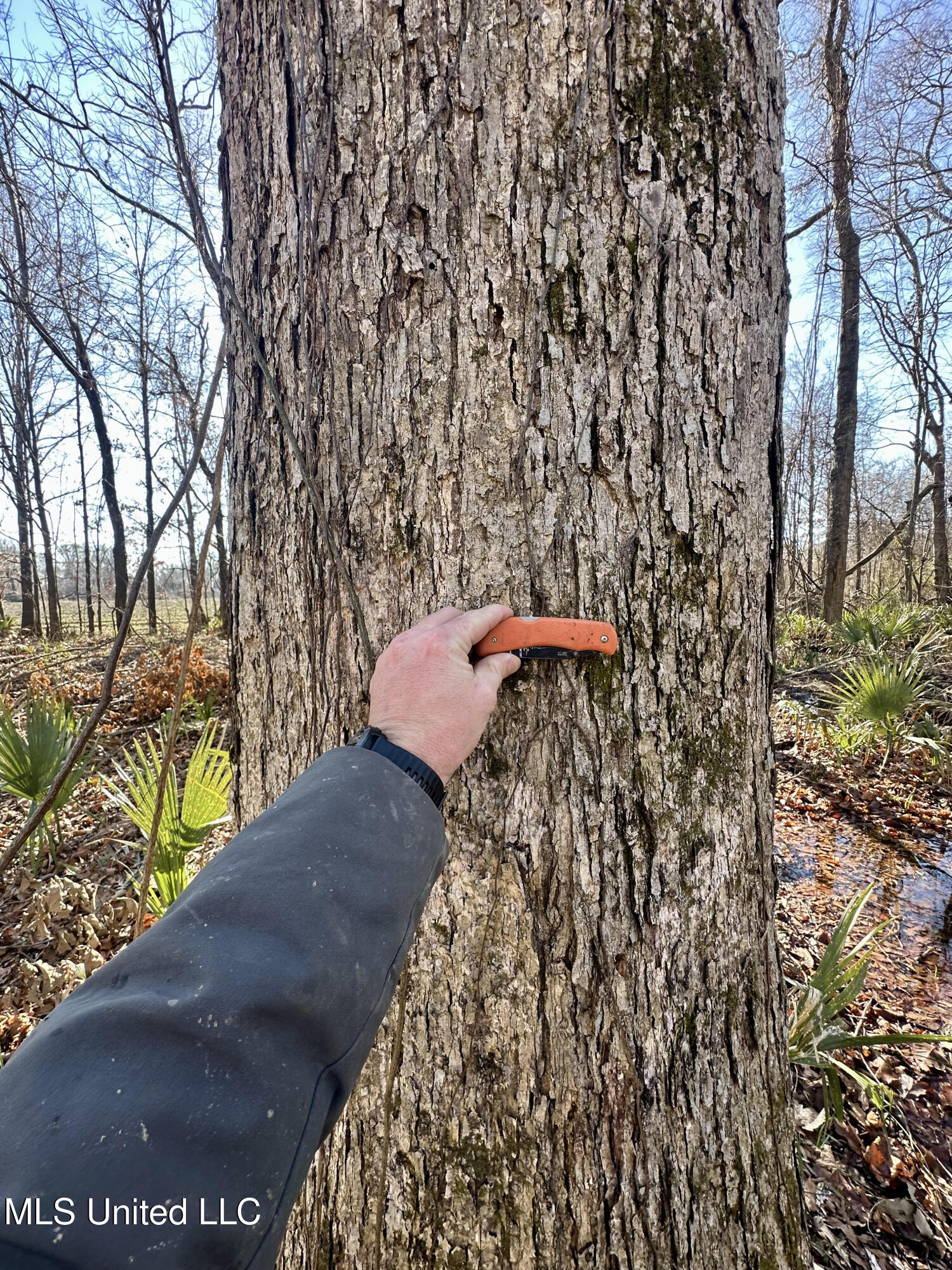 12 Highway 12 Belzoni, MS 39038 - Photo 27 of 31 p15