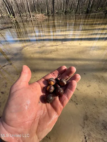 $185,000 | 12 Highway 12, Belzoni, MS 39038