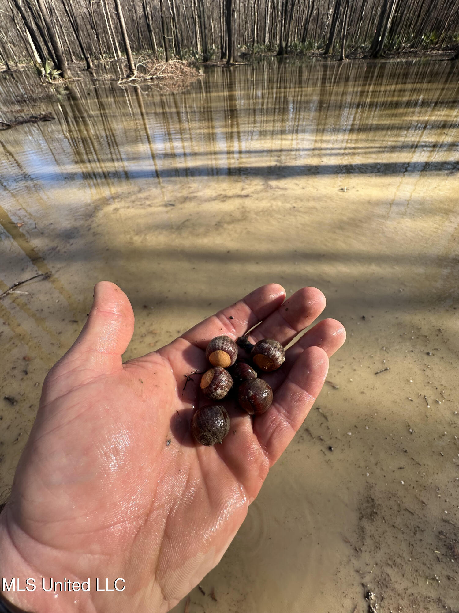 12 Highway 12 Belzoni, MS 39038 - Photo 30 of 31 p18