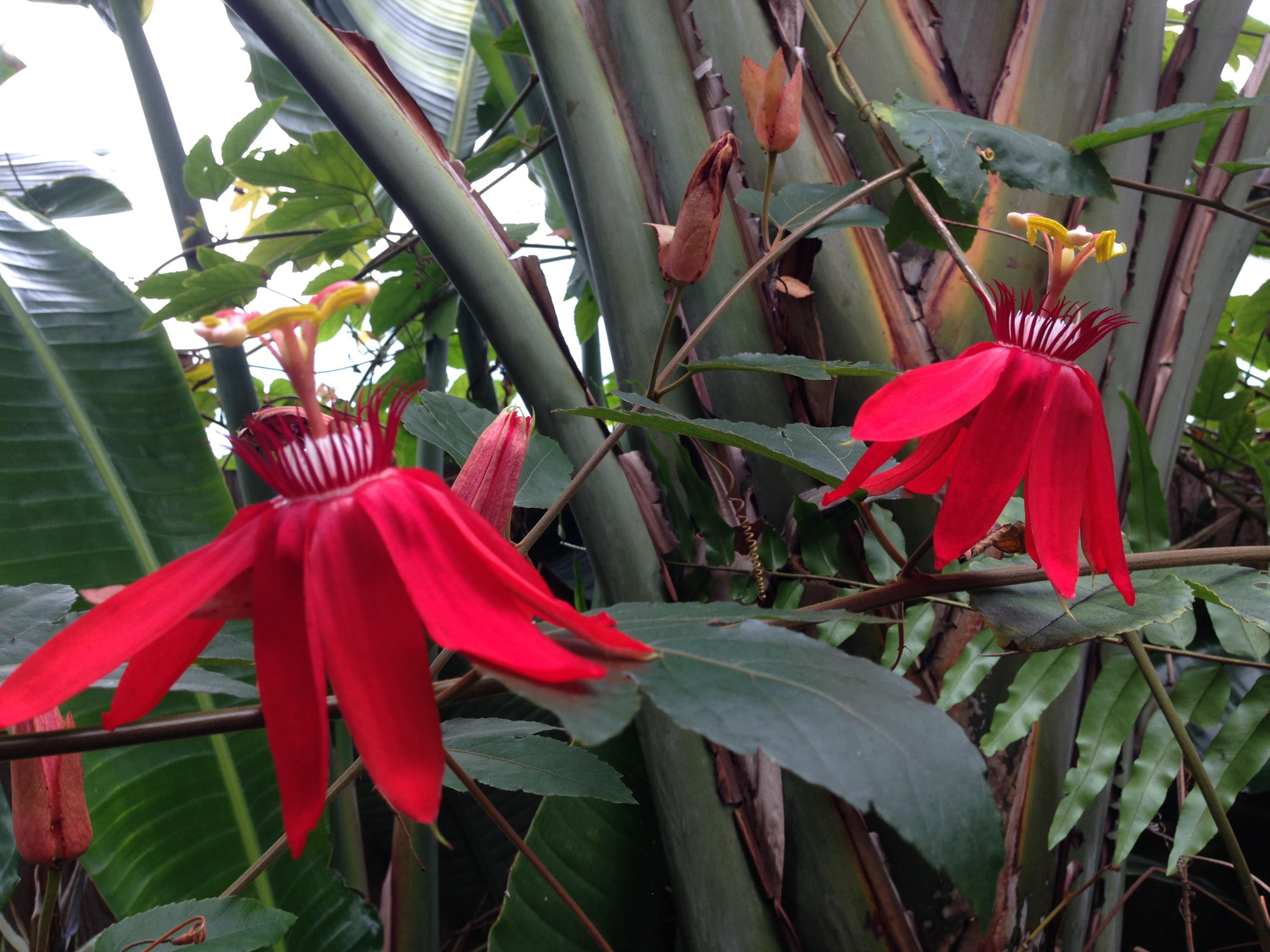 415 Plymouth Road West Palm Beach, FL 33405 - Photo 5 of 47 Red Passion Flowers