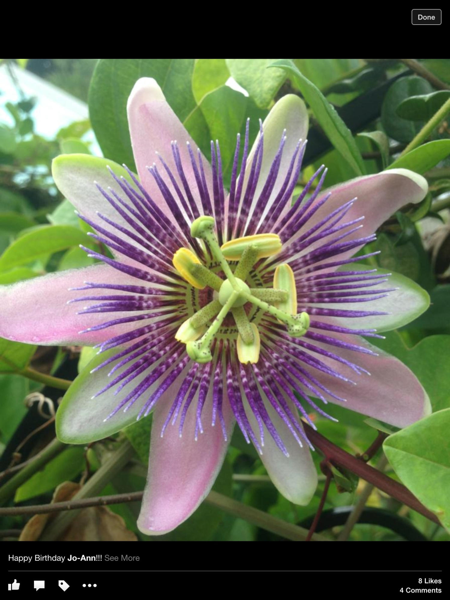 415 Plymouth Road West Palm Beach, FL 33405 - Photo 7 of 47 Purple Passion Flower