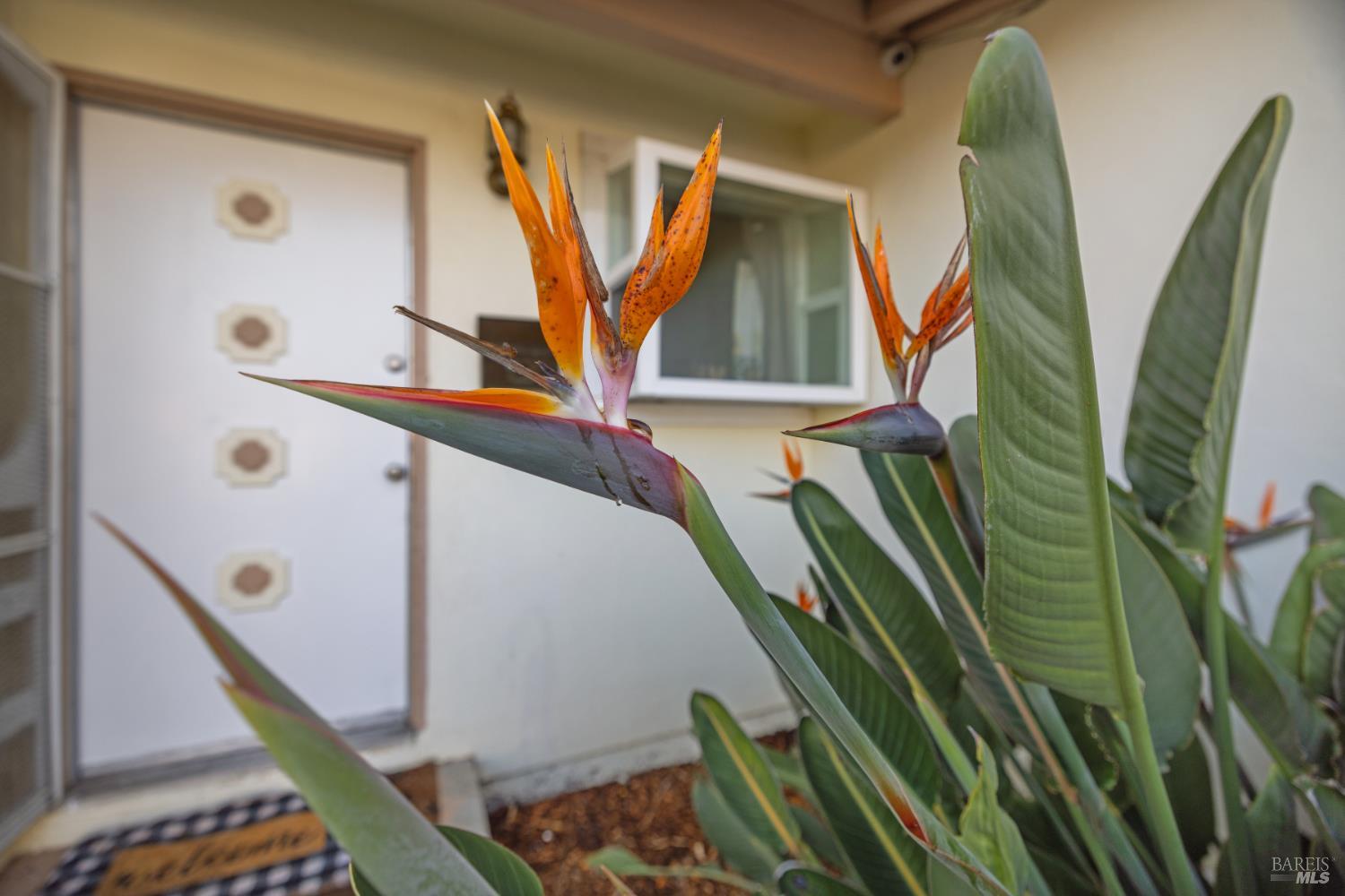 2825 Seneca Lane Santa Rosa, CA 95403 - Photo 6 of 43 This beautiful Bird of Paradise welcomes you as you head to the front door.