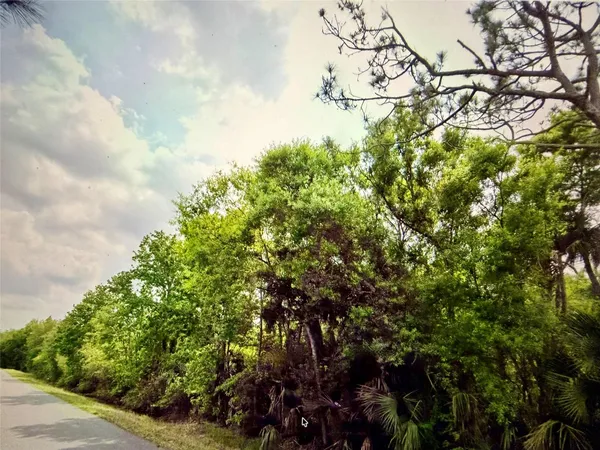 a view of a bunch of trees