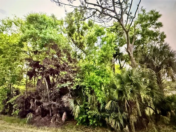 a view of a bunch of trees