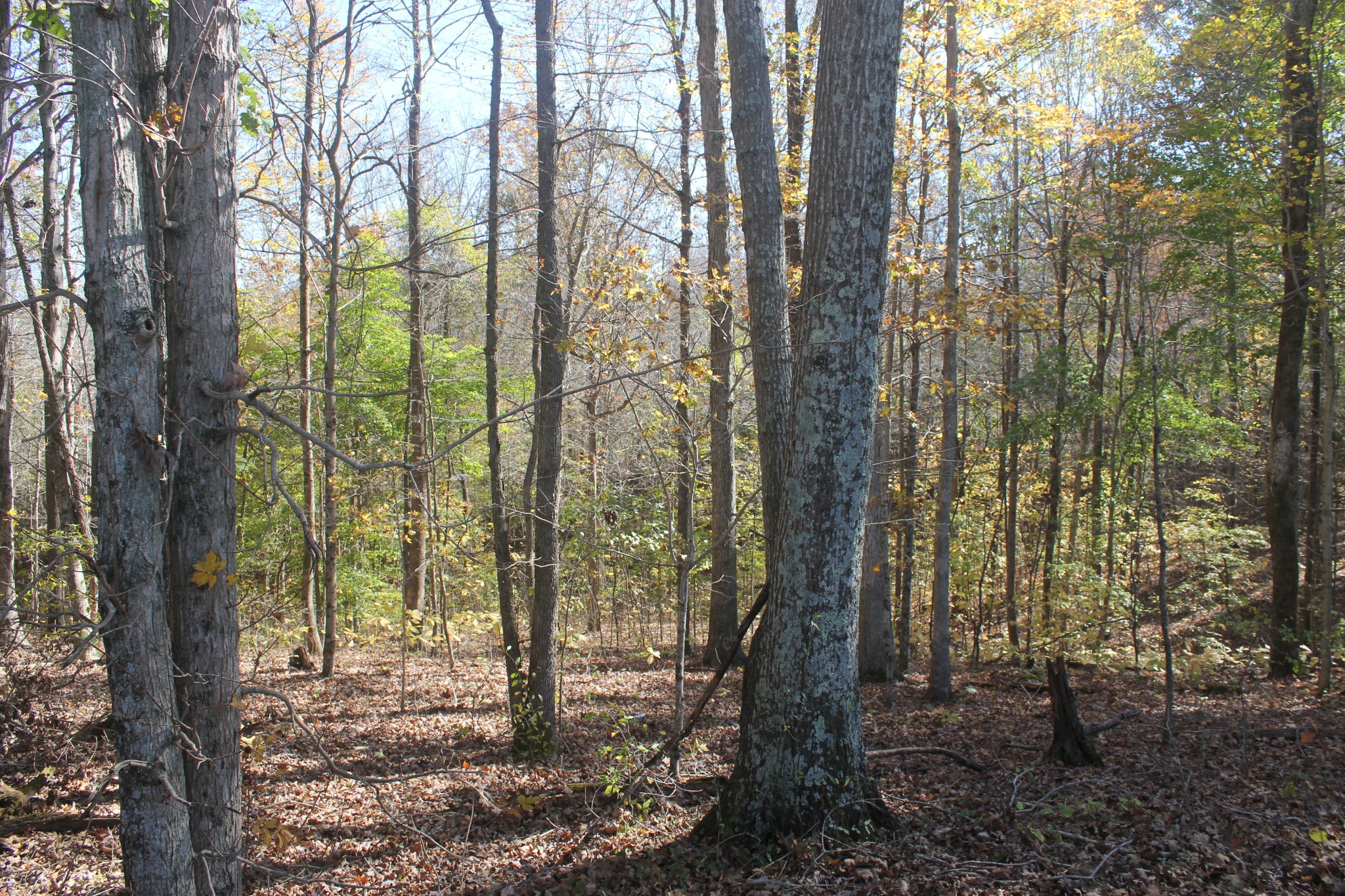 1 Fleet Town Road Dickson, TN 37055 - Photo 22 of 26 Gallery Image 22