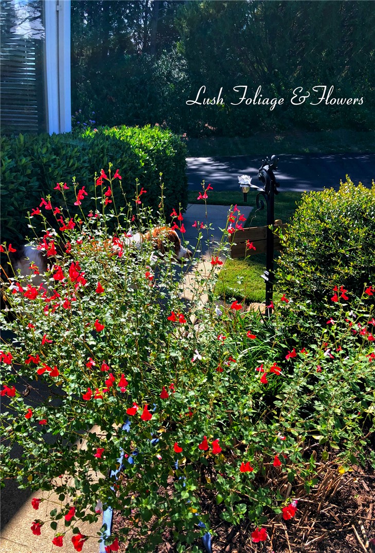 113 Life Style Lane Anderson, SC 29621 - Photo 20 of 28 Lush landscaping creates a vibrant and welcoming entrance to this residence.