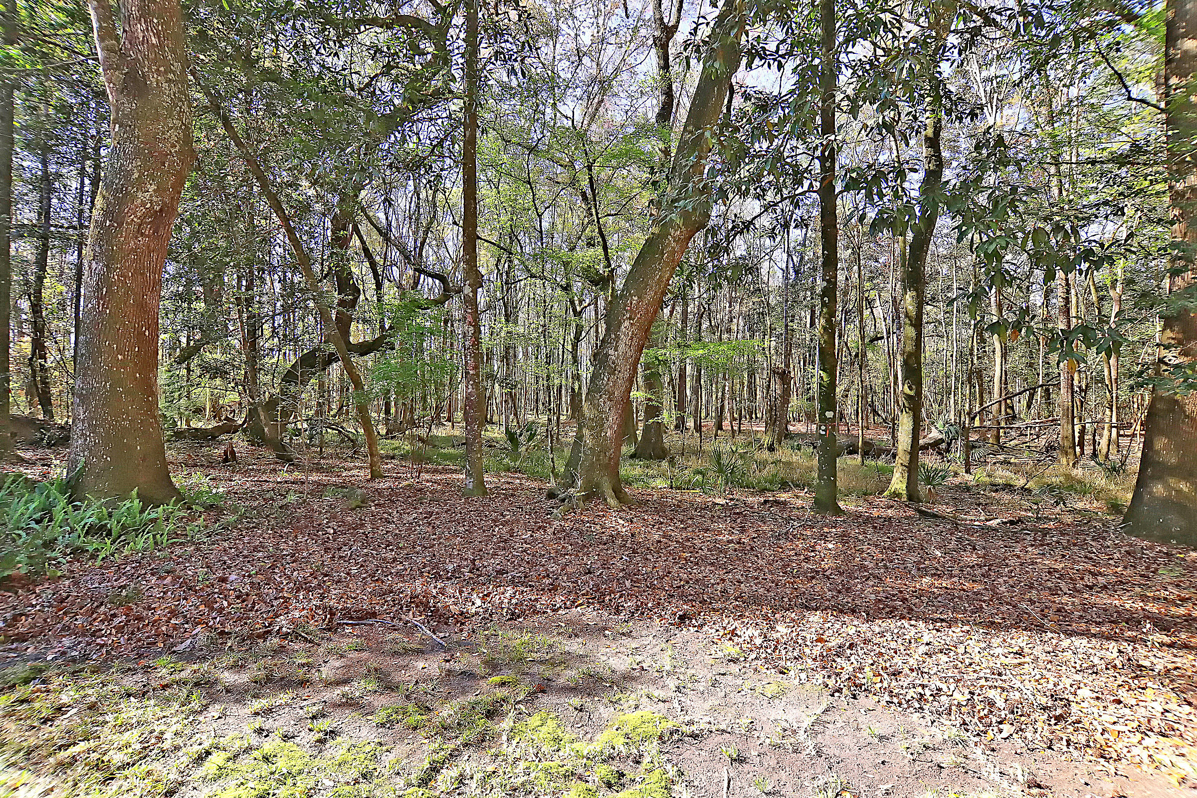 5565 Middle Creek Road Ravenel, SC 29470 - Photo 60 of 61 IMG_5718 copy
