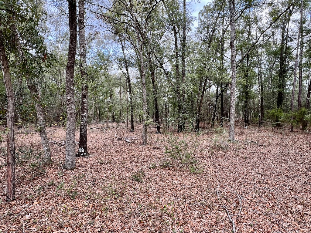 16.8-ac Mound Road Black, AL 36314 - Photo 5 of 17