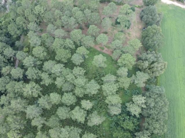 Lot 7 Pine Park Road Cairo, GA 39828 - Photo 1 of 14 Gallery Image 1