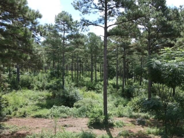 Lot 7 Pine Park Road Cairo, GA 39828 - Photo 4 of 14 Gallery Image 4