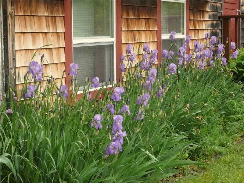 97 West Appleton Road Searsmont, ME 04973 - Photo 22 of 22 Exterior Front. Iris in late spring