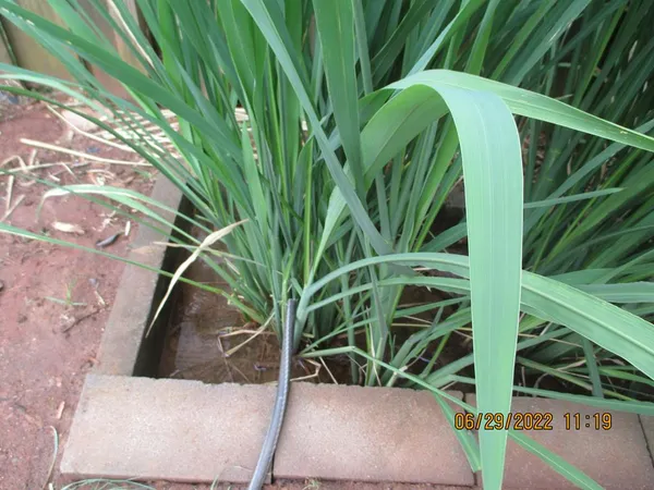 a view of outdoor space with a sink and garden