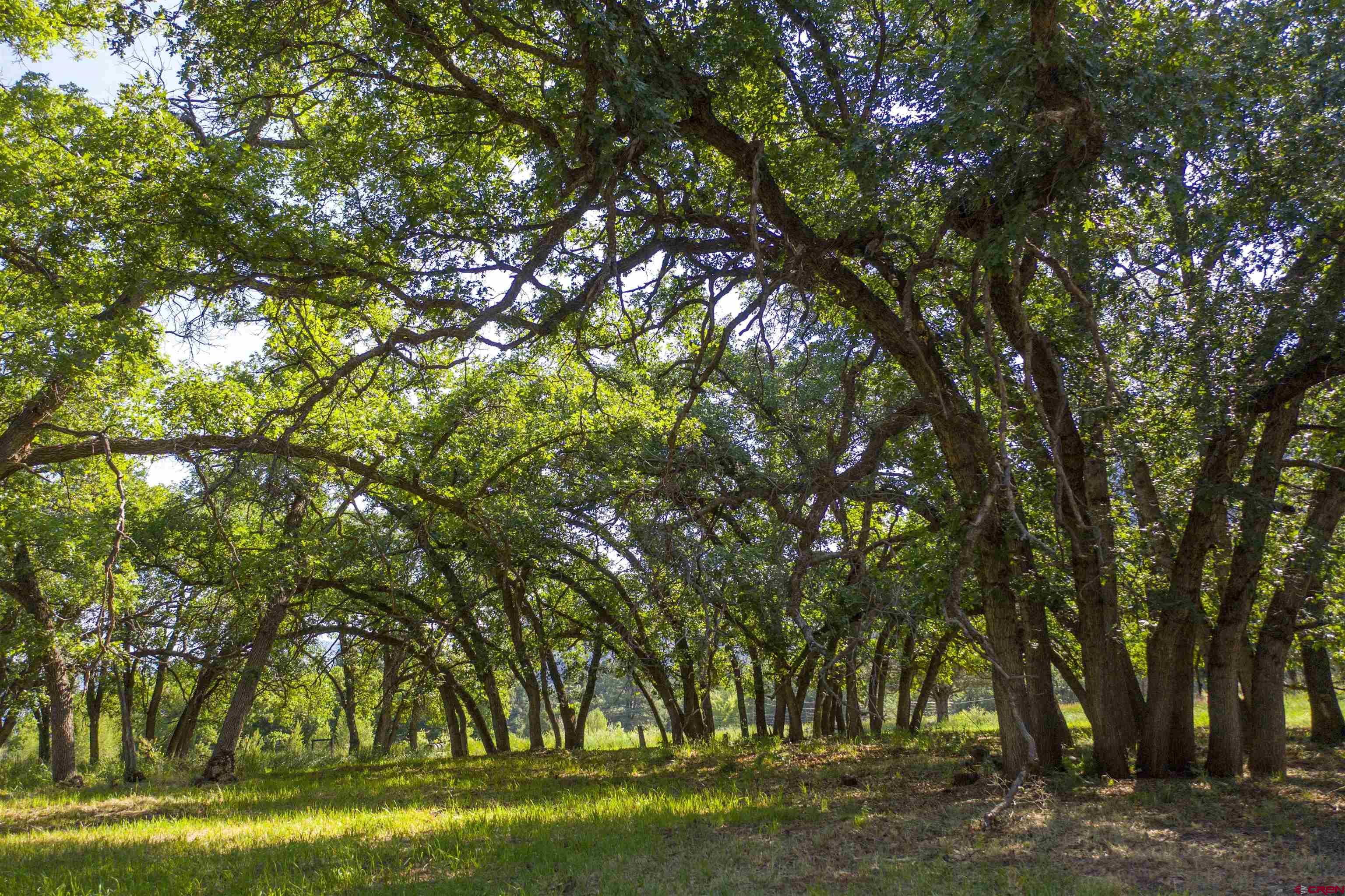 7645 County Road 250 Durango, CO 81301 - Photo 10 of 26