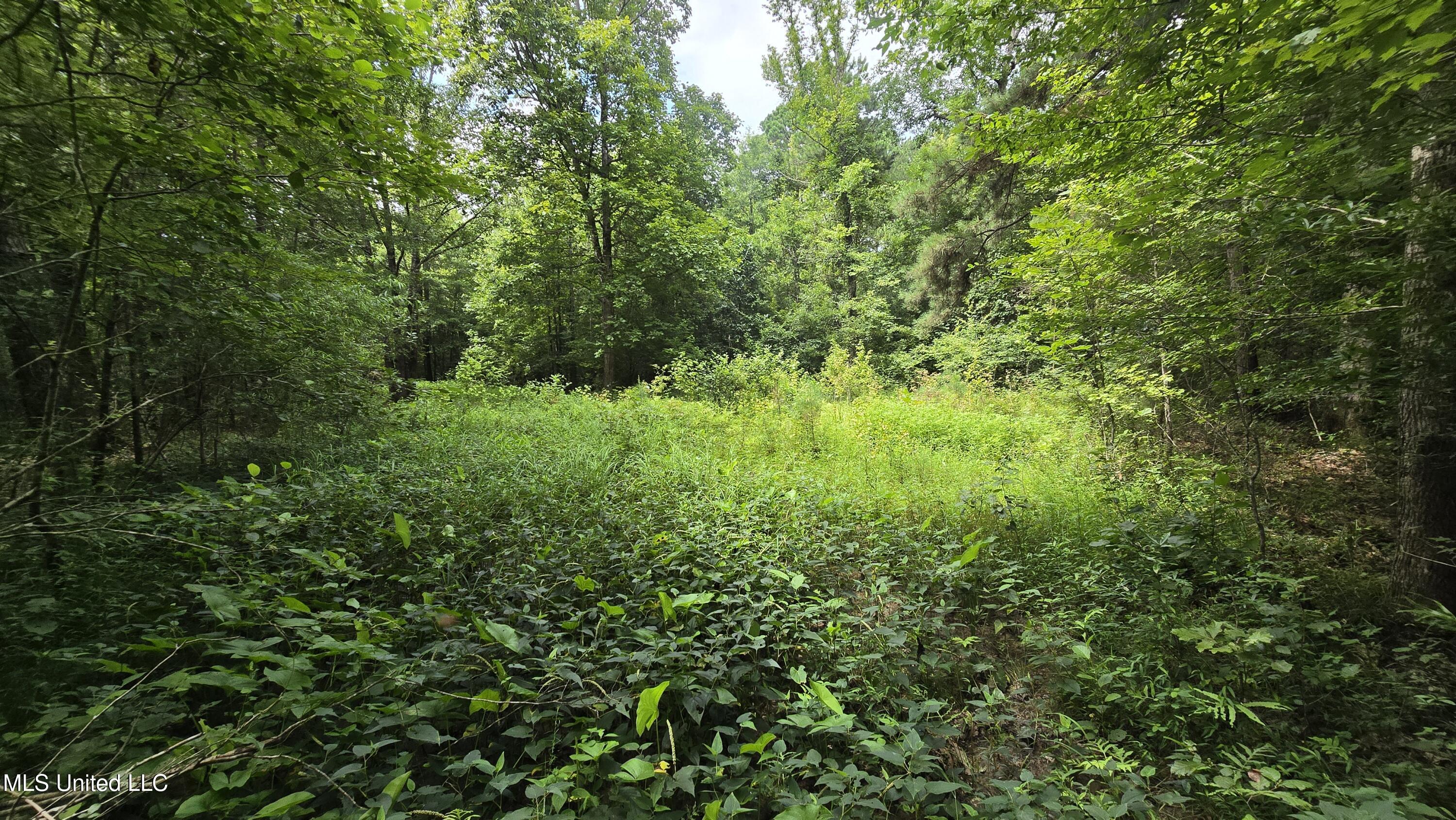 Pearson Road Stewart, MS 39767 - Photo 19 of 55 20250703_145921