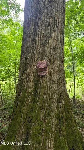 $142,800 | Pearson Road, Stewart, MS 39767