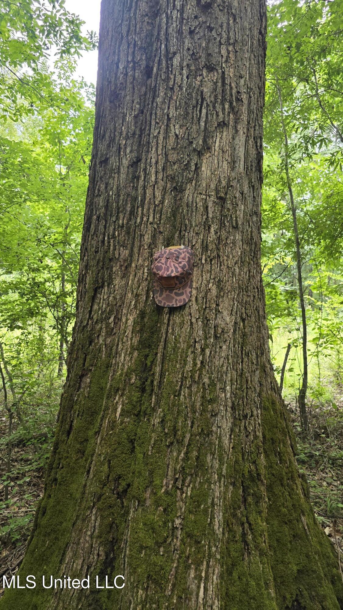 Pearson Road Stewart, MS 39767 - Photo 2 of 55 20250703_144907