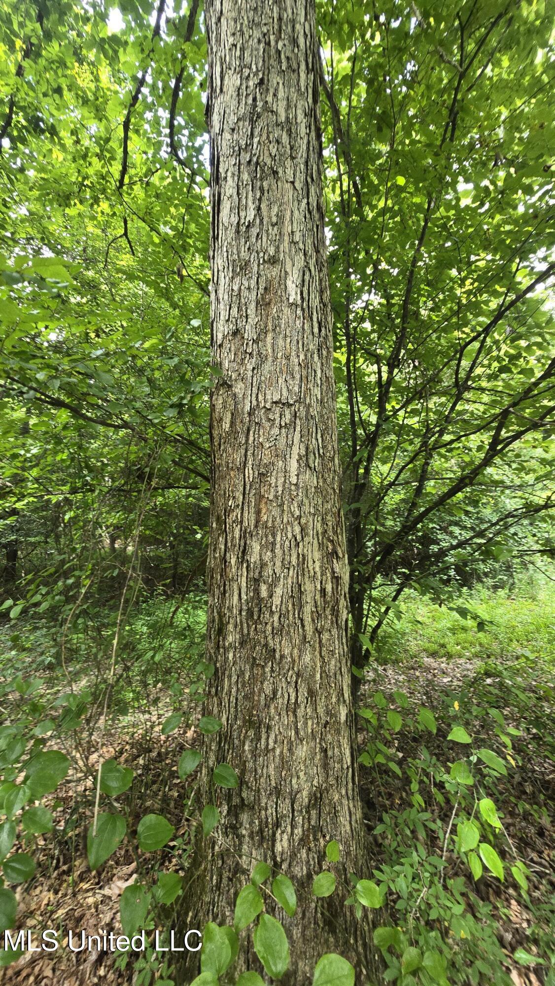 Pearson Road Stewart, MS 39767 - Photo 21 of 55 20250703_145949