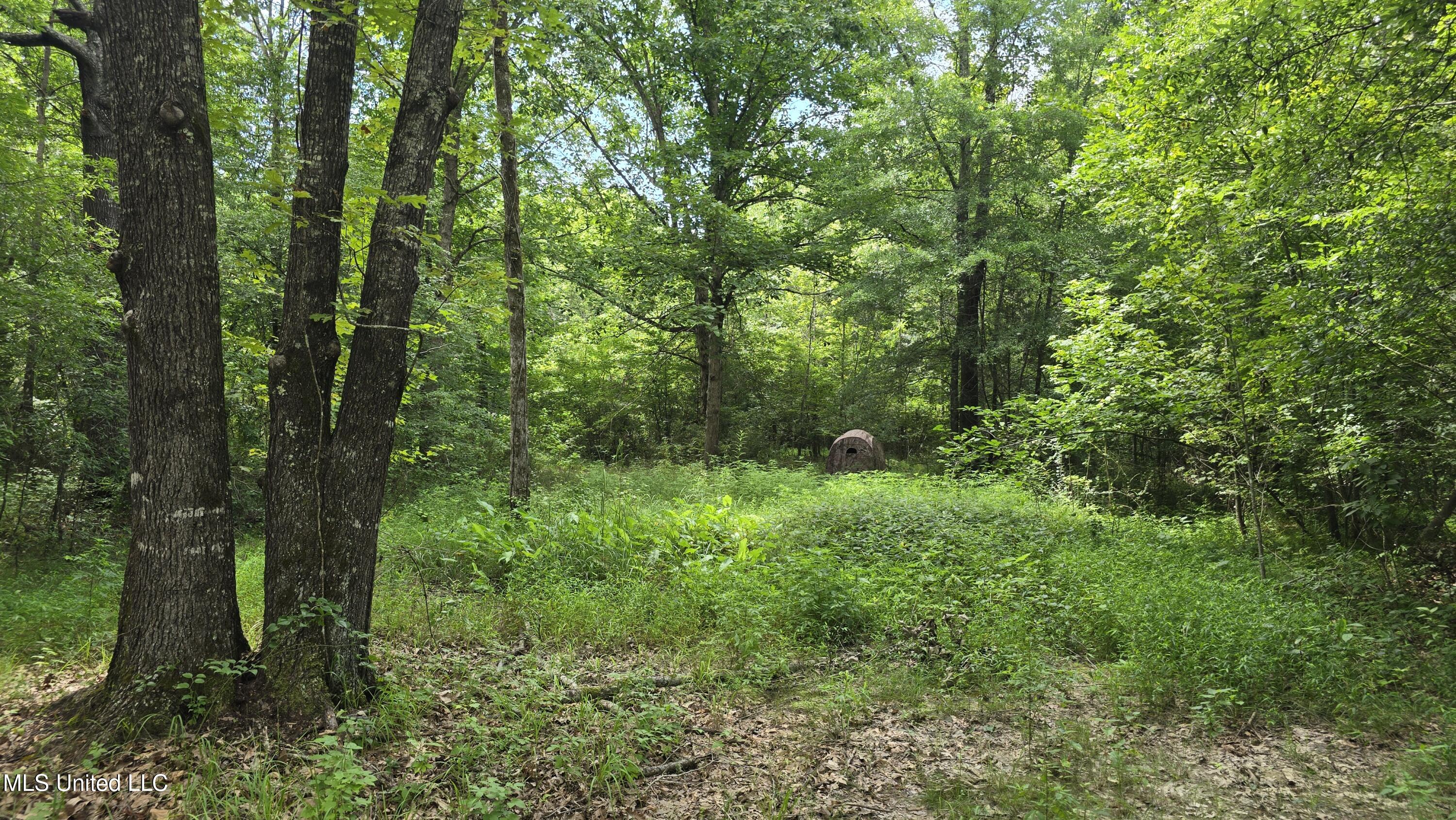 Pearson Road Stewart, MS 39767 - Photo 22 of 55 20250703_145955