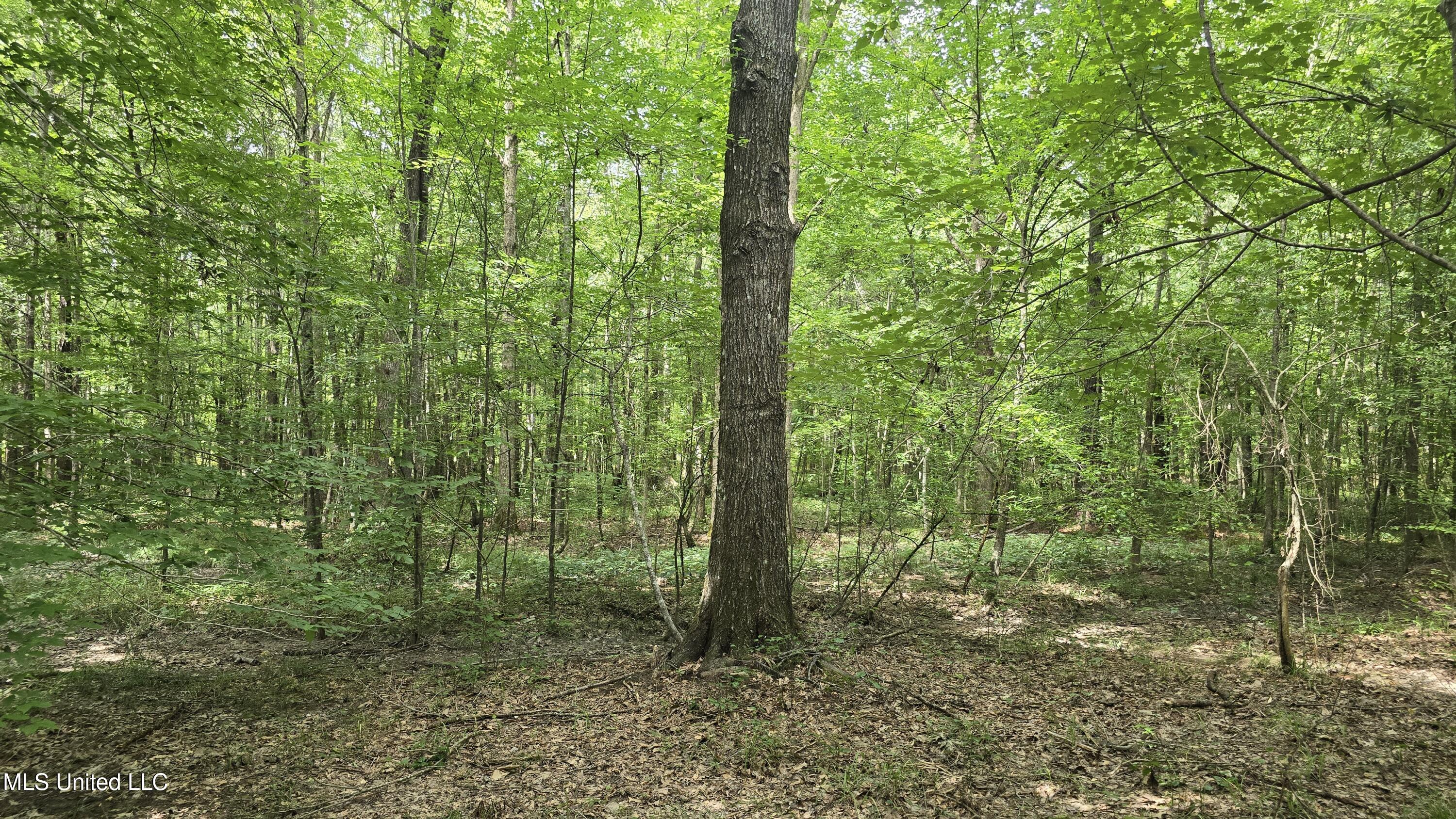 Pearson Road Stewart, MS 39767 - Photo 23 of 55 20250703_150133