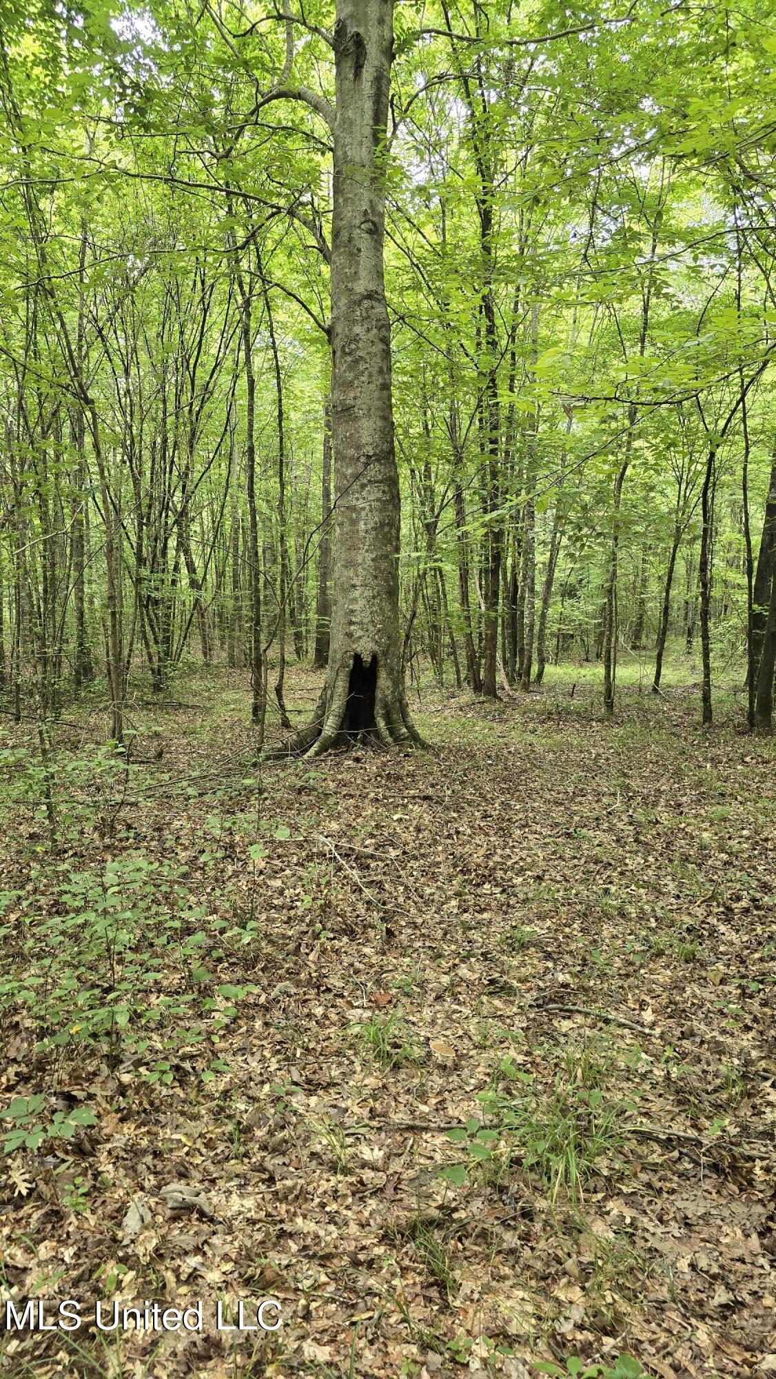 Pearson Road Stewart, MS 39767 - Photo 36 of 55 20250703_141659