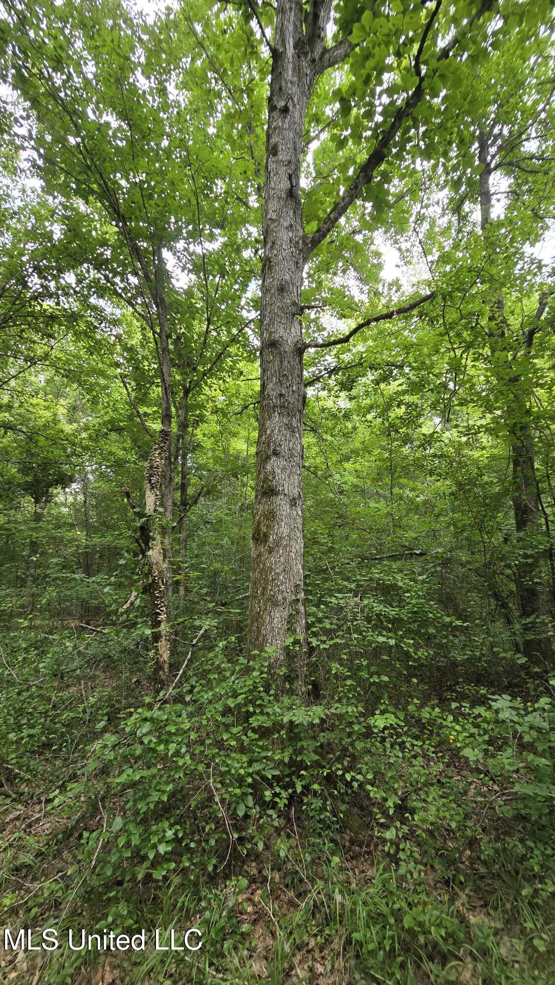 Pearson Road Stewart, MS 39767 - Photo 43 of 55 20250703_142255