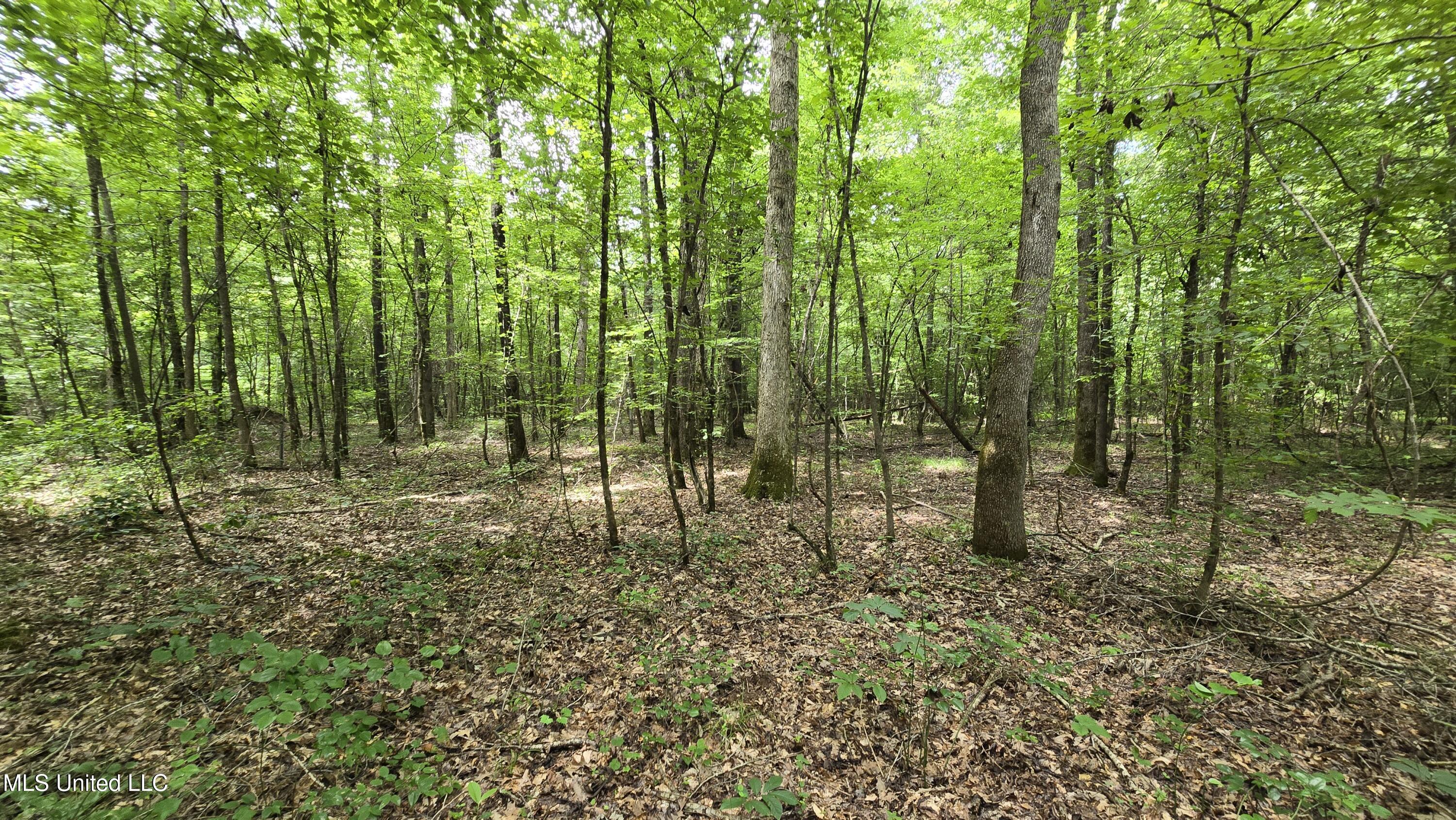 Pearson Road Stewart, MS 39767 - Photo 46 of 55 20250703_143036