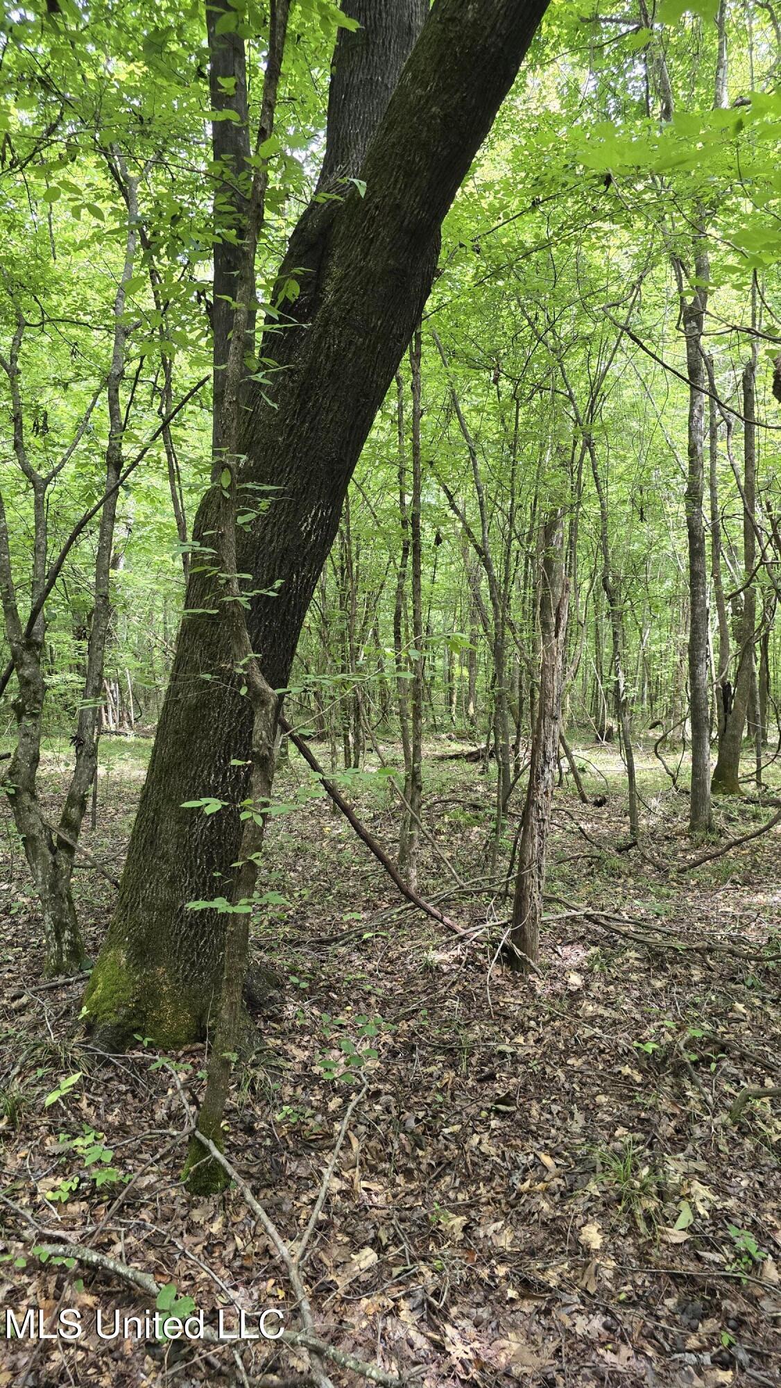 Pearson Road Stewart, MS 39767 - Photo 49 of 55 20250703_144139