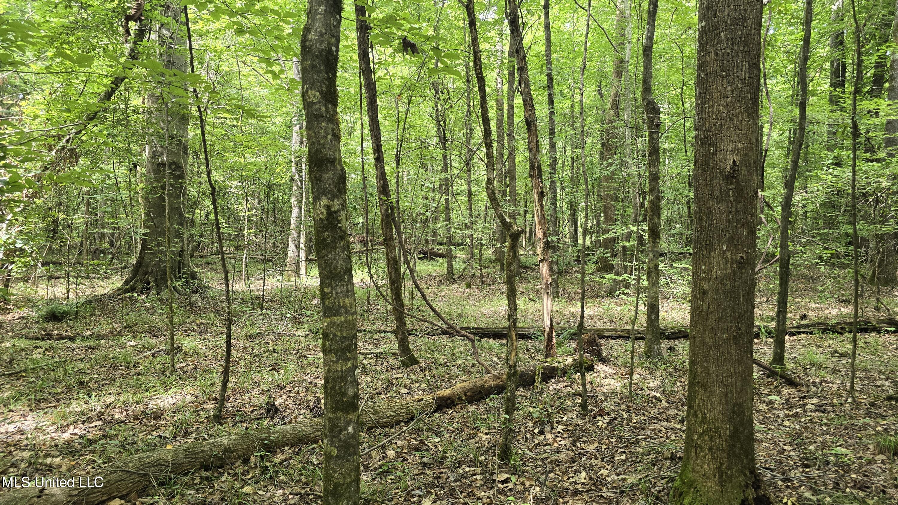 Pearson Road Stewart, MS 39767 - Photo 50 of 55 20250703_144145