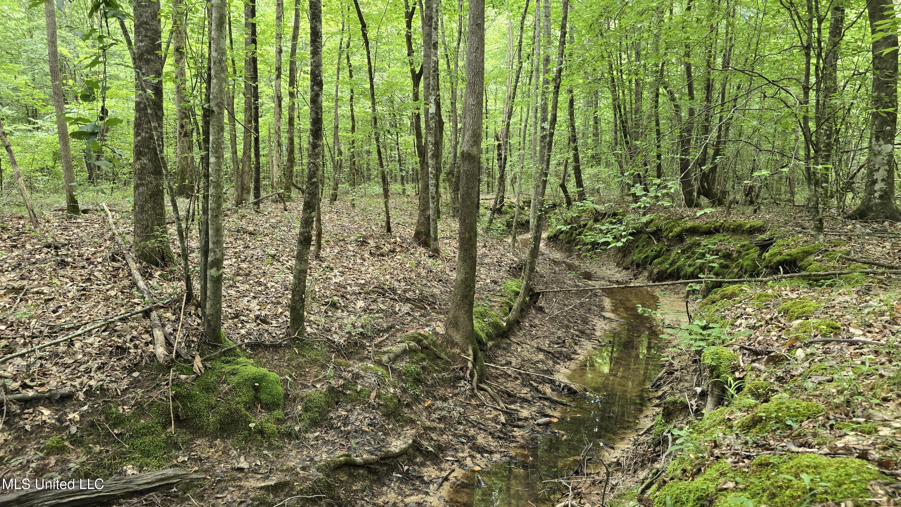 Pearson Road Stewart, MS 39767 - Photo 7 of 55 20250703_141758