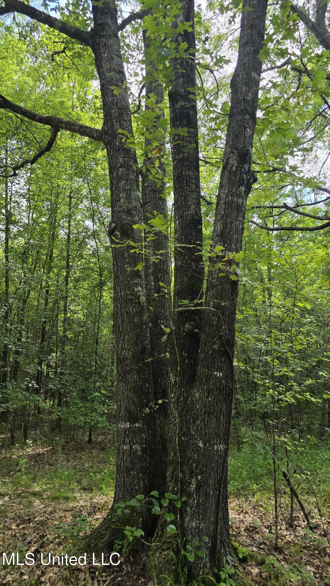 Pearson Road Stewart, MS 39767 - Photo 10 of 55 20250703_150002