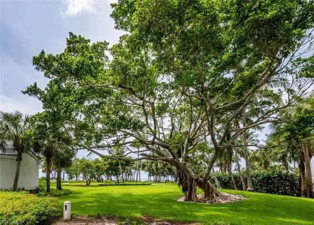 a big yard with large trees