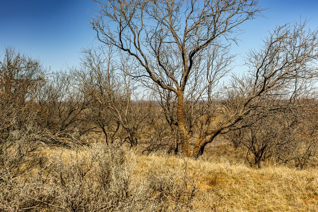 Tbd North Westover Road Seymour, TX 76380 - Photo 27 of 40 a backyard of a house with large trees