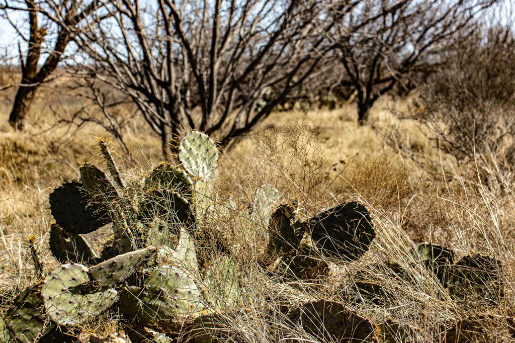 Tbd North Westover Road Seymour, TX 76380 - Photo 30 of 40 a backyard of a house