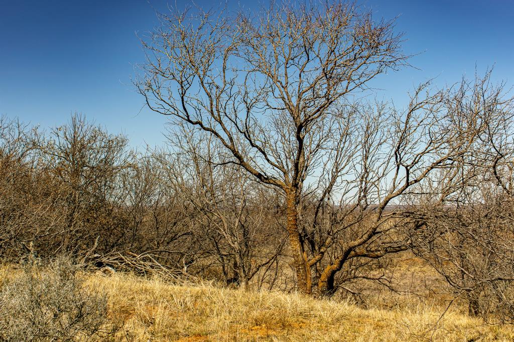 Tbd North Westover Road Seymour, TX 76380 - Photo 31 of 40 a backyard of a house with large trees