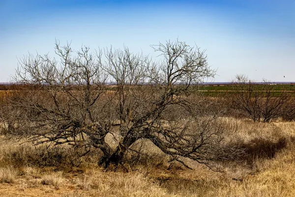 a picture of a tree