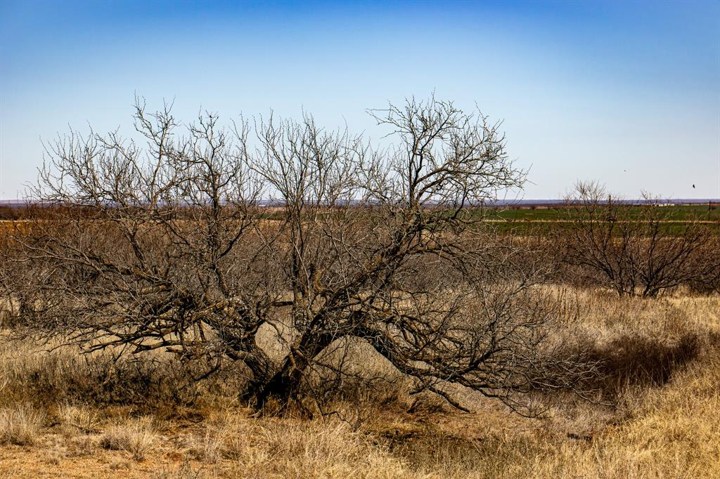 Tbd North Westover Road Seymour, TX 76380 - Photo 33 of 40 a view of lake with lots of trees