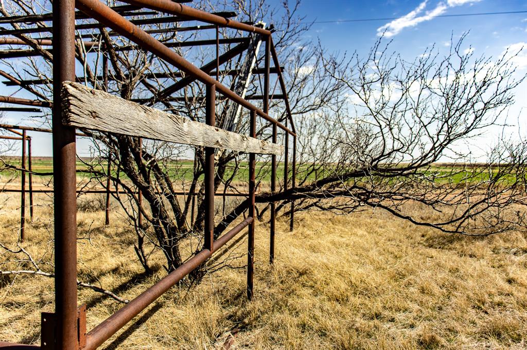Tbd North Westover Road Seymour, TX 76380 - Photo 38 of 40 a picture of a tree