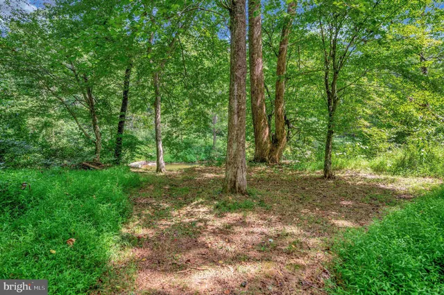 a view of a forest with trees in the background
