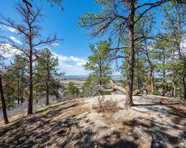 a view of a yard with plants and trees