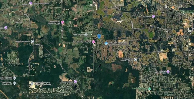 a view of a lush green forest