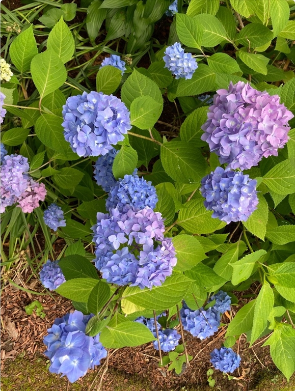 300 Falmouth Road, Unit 6B Mashpee, MA 02649 - Photo 27 of 27 a view of a flower