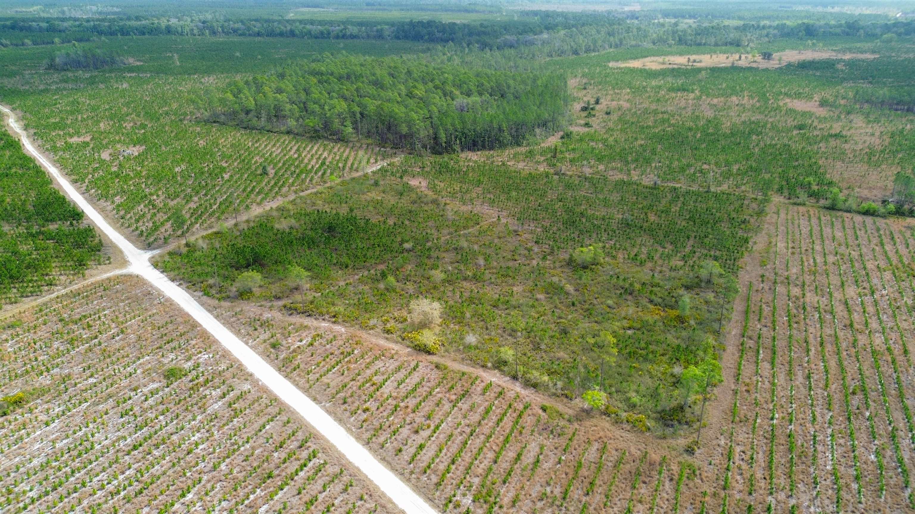 0 Fox Road Palatka, FL 32177 - Photo 3 of 17
