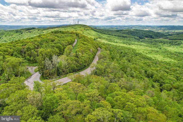 a view of a lush green forest with beach