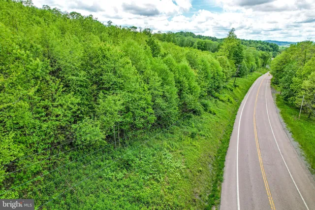 a view of a big yard with plants and large tree