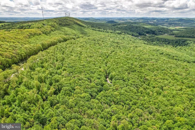 a view of a big yard with plants and large trees