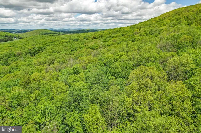 a view of a big yard with plants and a large tree
