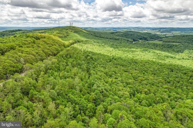 a view of a lush green forest