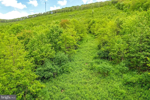 a view of a lush green forest