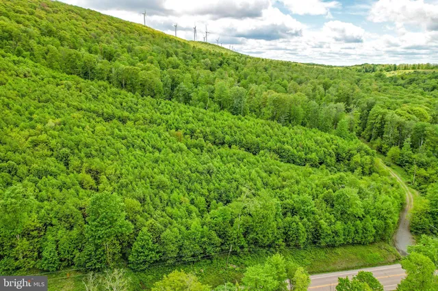 a view of a forest with a tree