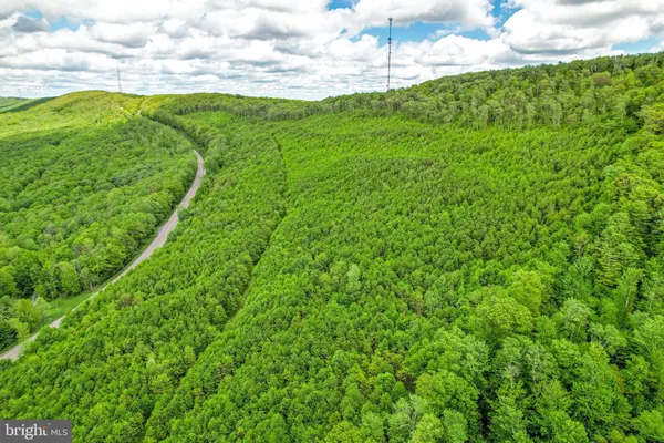 a view of a forest with a mountain